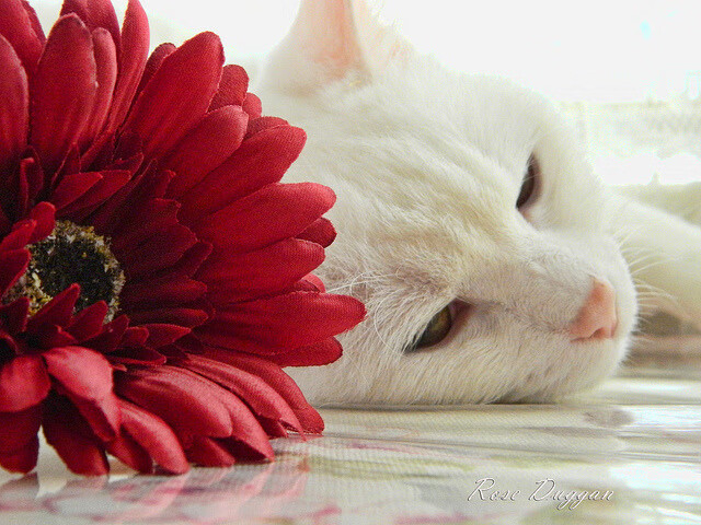 开云体育入口-唯一的制胜，从辛杜的闪耀看翻盘的残酷艺术