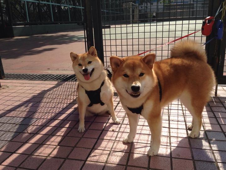 开云体育平台APP-东瀛奇迹与高卢烈焰，日本力量逆转国米，格列兹曼火热状态席卷足坛