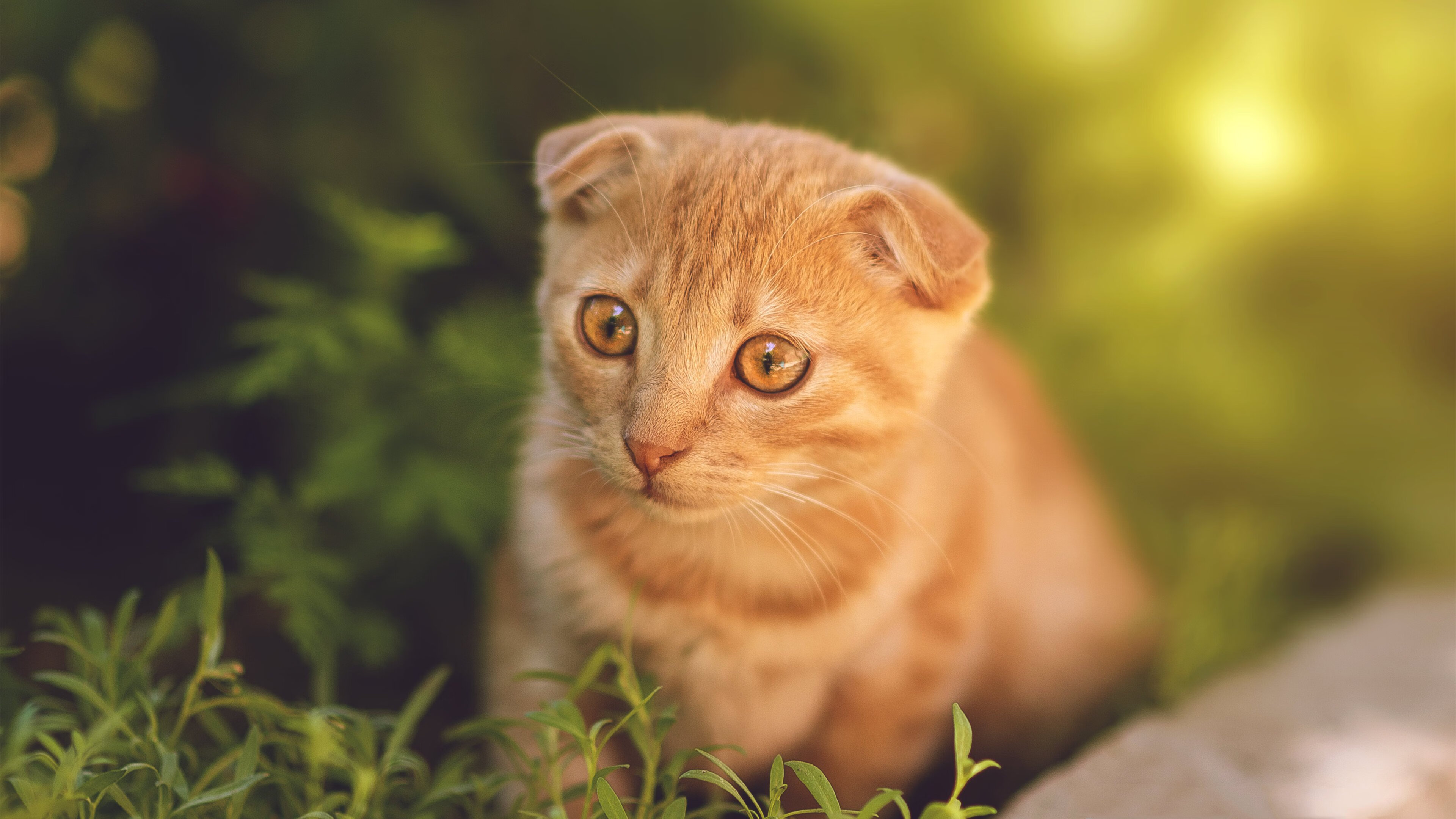 开云体育登录-北欧风暴席卷伊比利亚，王皓的魔法时刻与一场史诗逆转