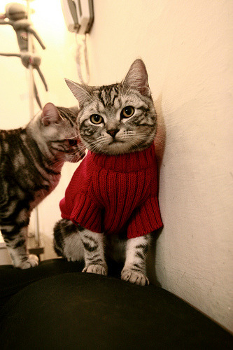 1.冰火交替,威廉姆斯的逆袭警钟与塞恩斯的灼热轨迹