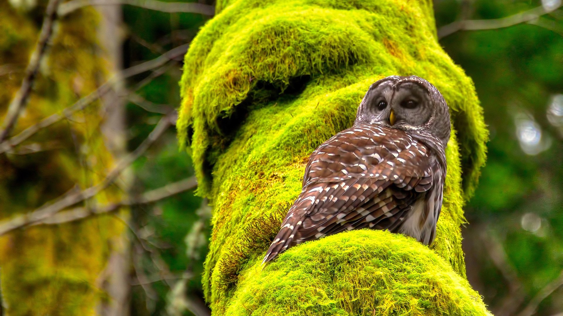 暗夜幽灵辛杜与24毫米的险胜，一场定义羽球未来的非典型统治