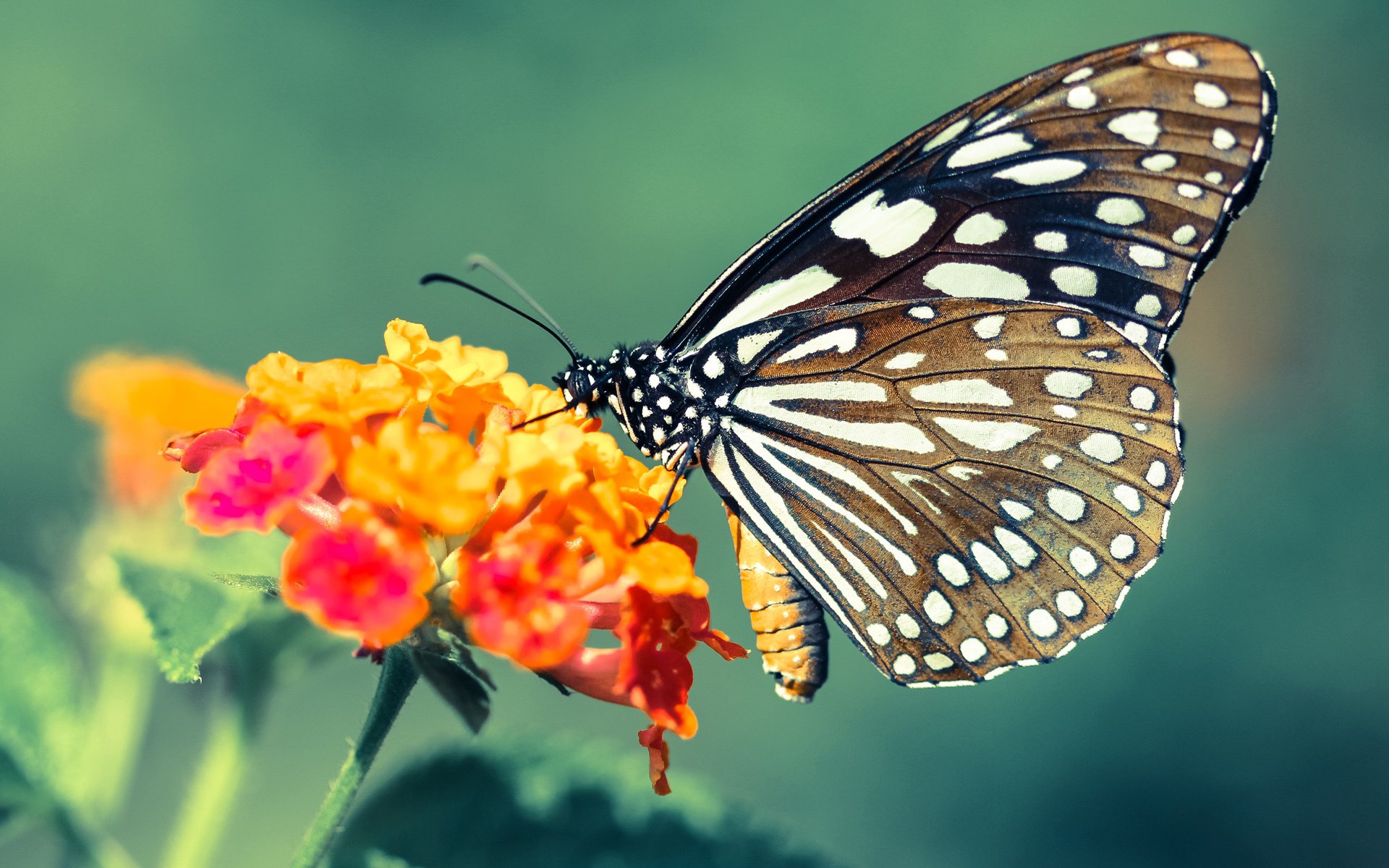 逆袭之火,从辛辛那提到都灵,兹维列夫以意志点燃天赋的对决
