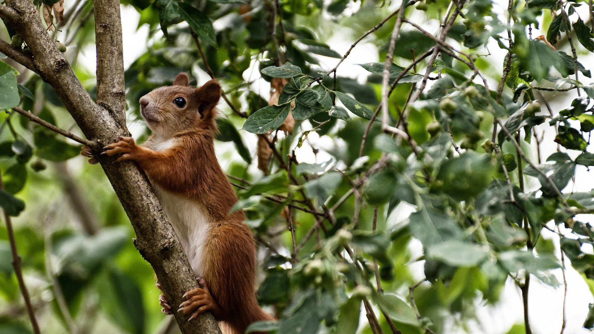 铁壁与闪电，戈贝尔统治级防守如何助雷霆掀翻东部霸主