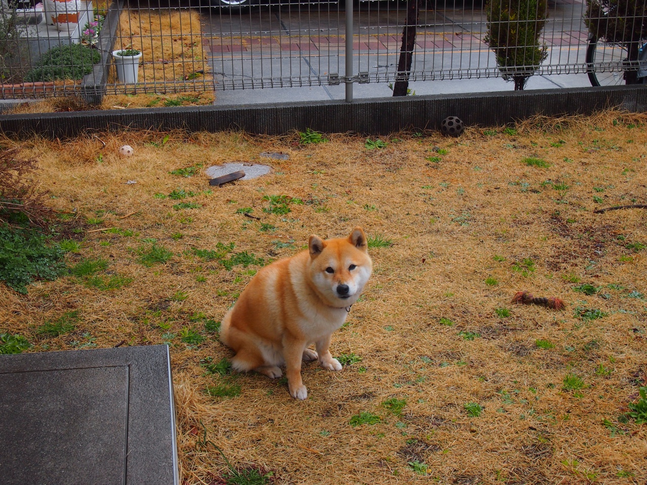 双城记，若日尼奥的精密手术刀与克罗地亚的实用主义铁蹄