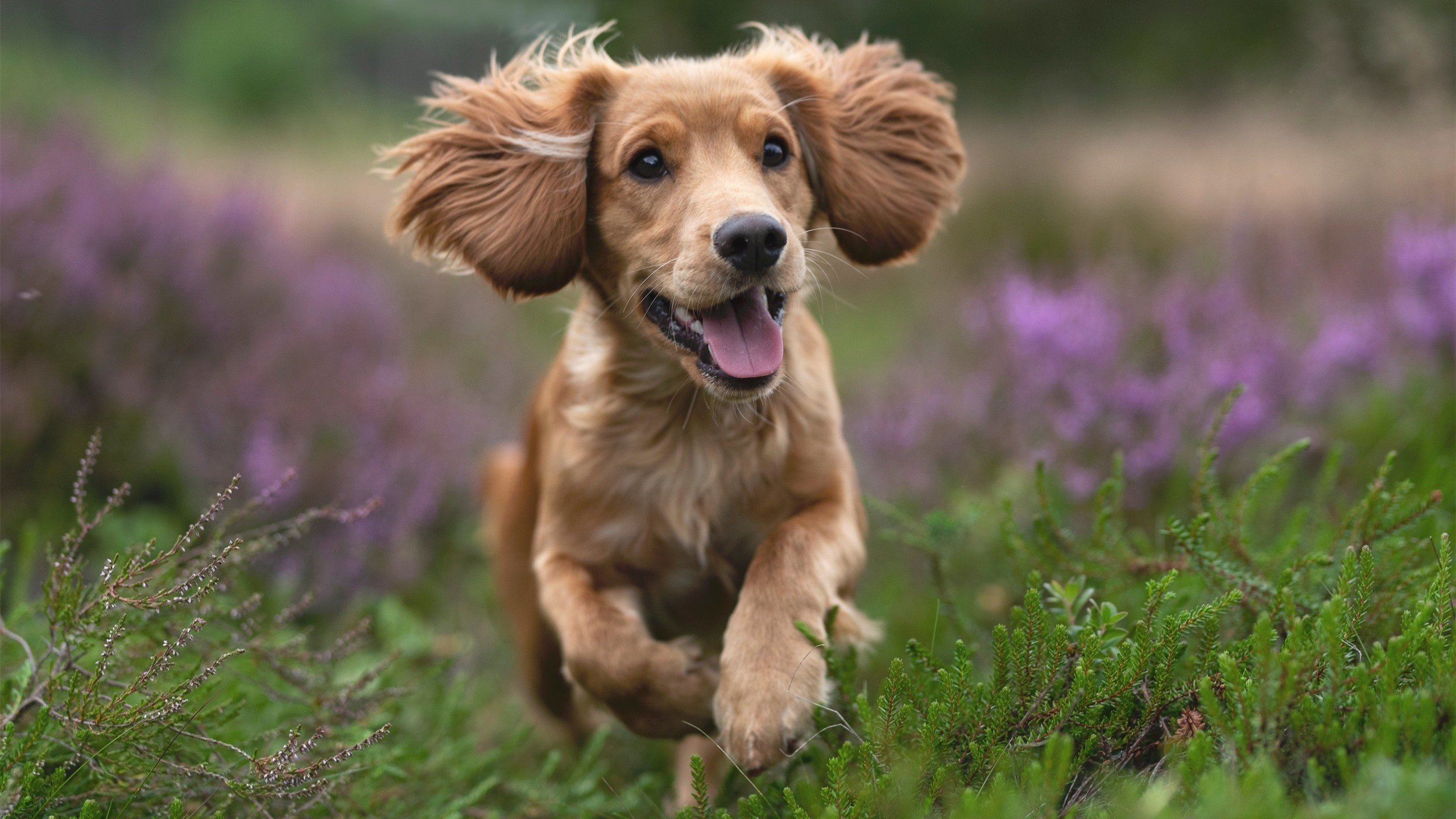 开云体育平台APP-铁幕裂缝中的南美闪电，巴拉圭如何正面击溃乌克兰，奥斯梅恩成关键先生