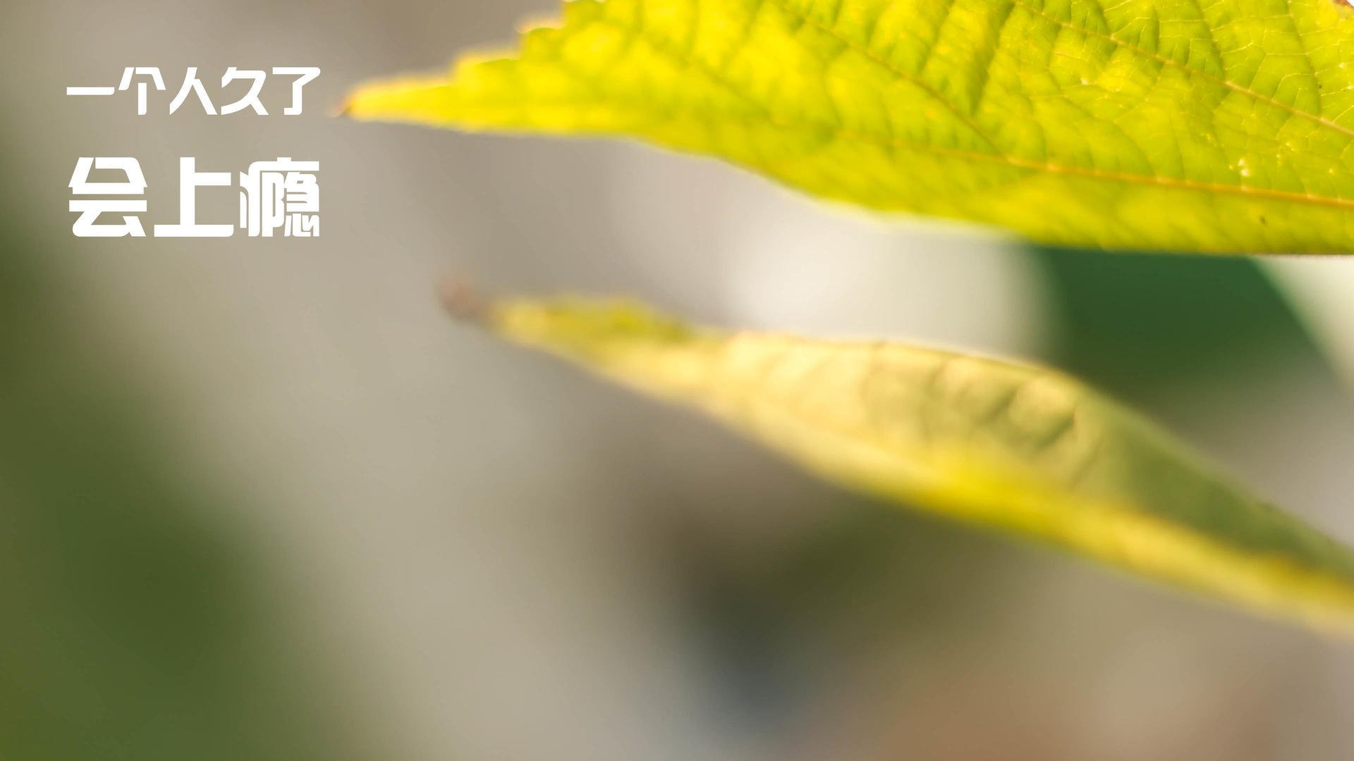 开云体育中国-封锁与自由，当诺坎普遇见东北虎