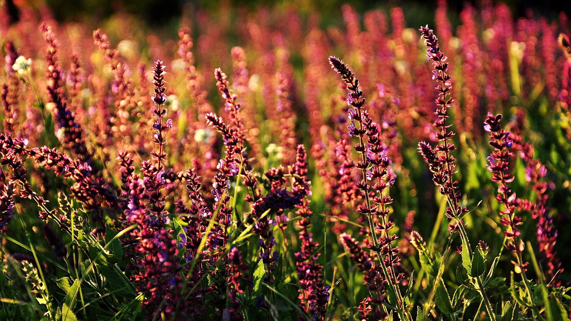 F1街道赛的马刺时刻，一波带走骑士般的胜利