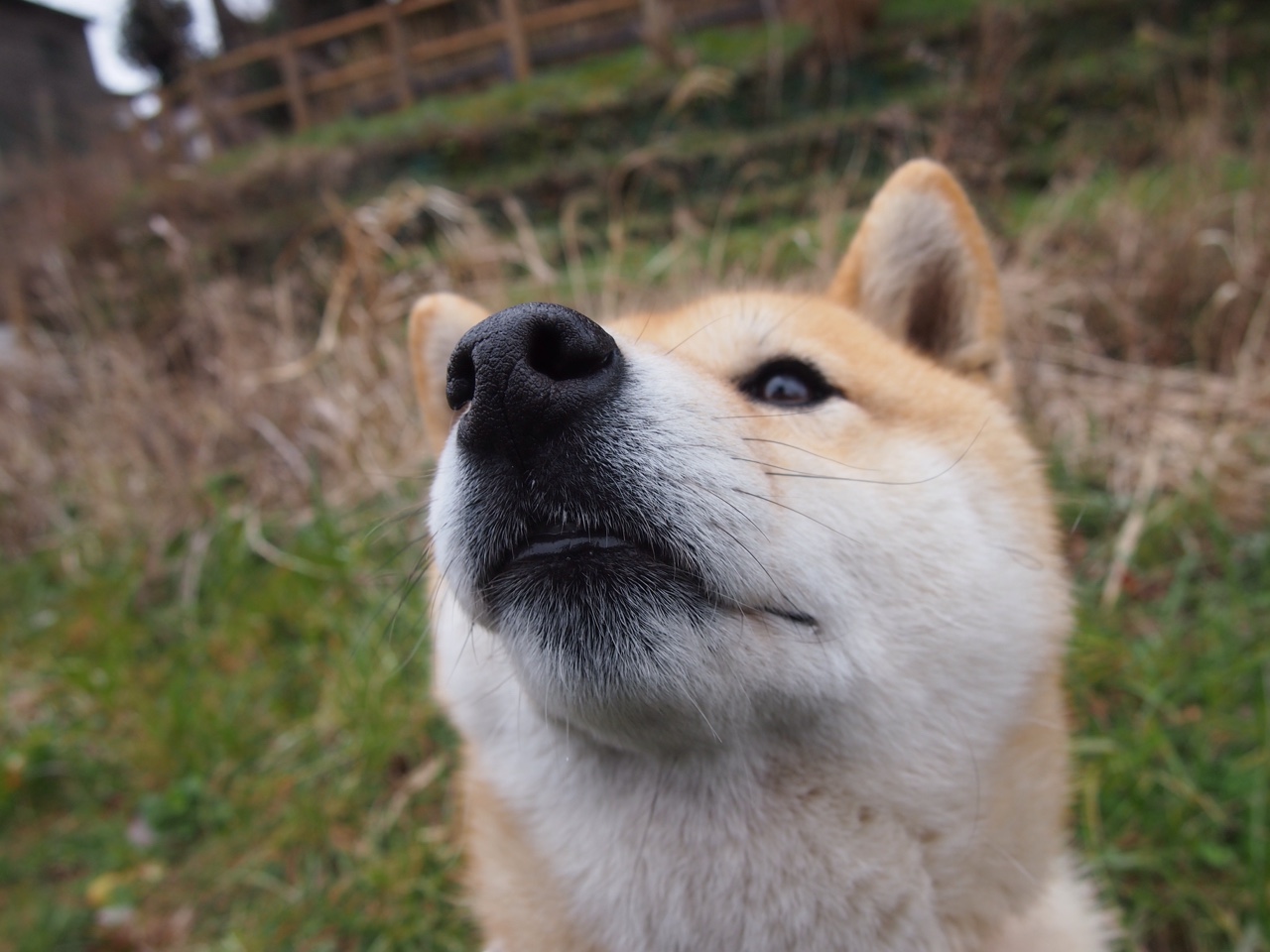 巨人杀手，奇才压制尼克斯，西亚卡姆用37分完成自我救赎