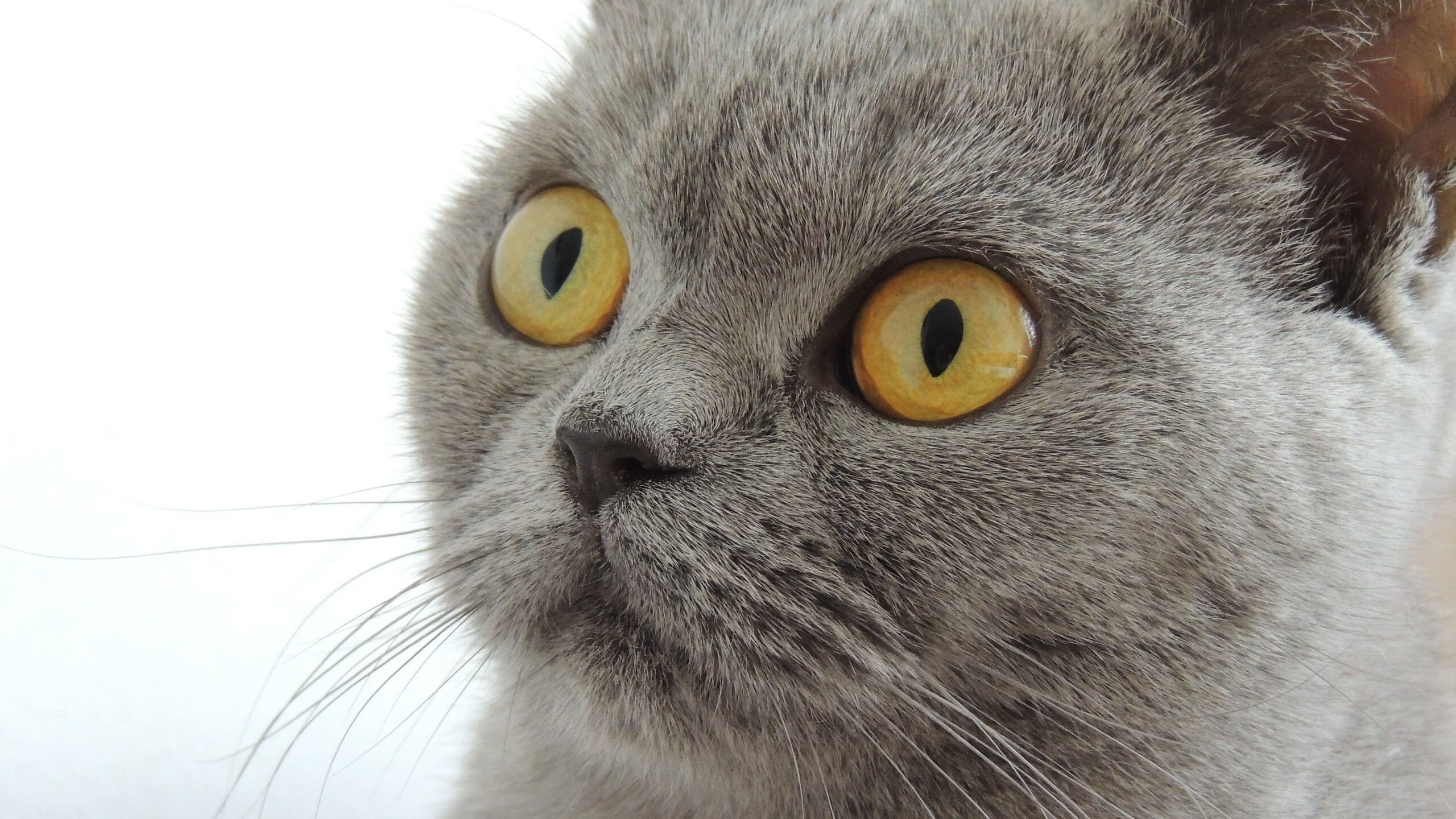 蓝色骑士的觉醒，恩佐雷霆一击，英格兰风暴碾碎黄色潜水艇