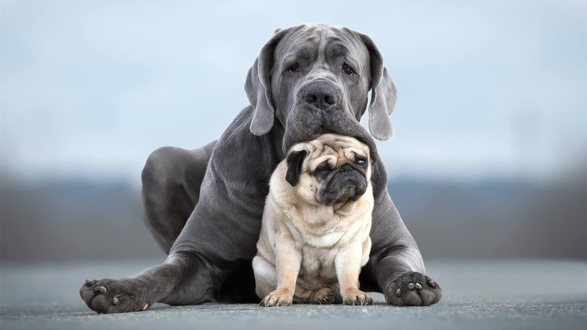 绿茵赛道,当楚阿梅尼在巴黎驾驶法国战车,F1的引擎已在远方轰鸣