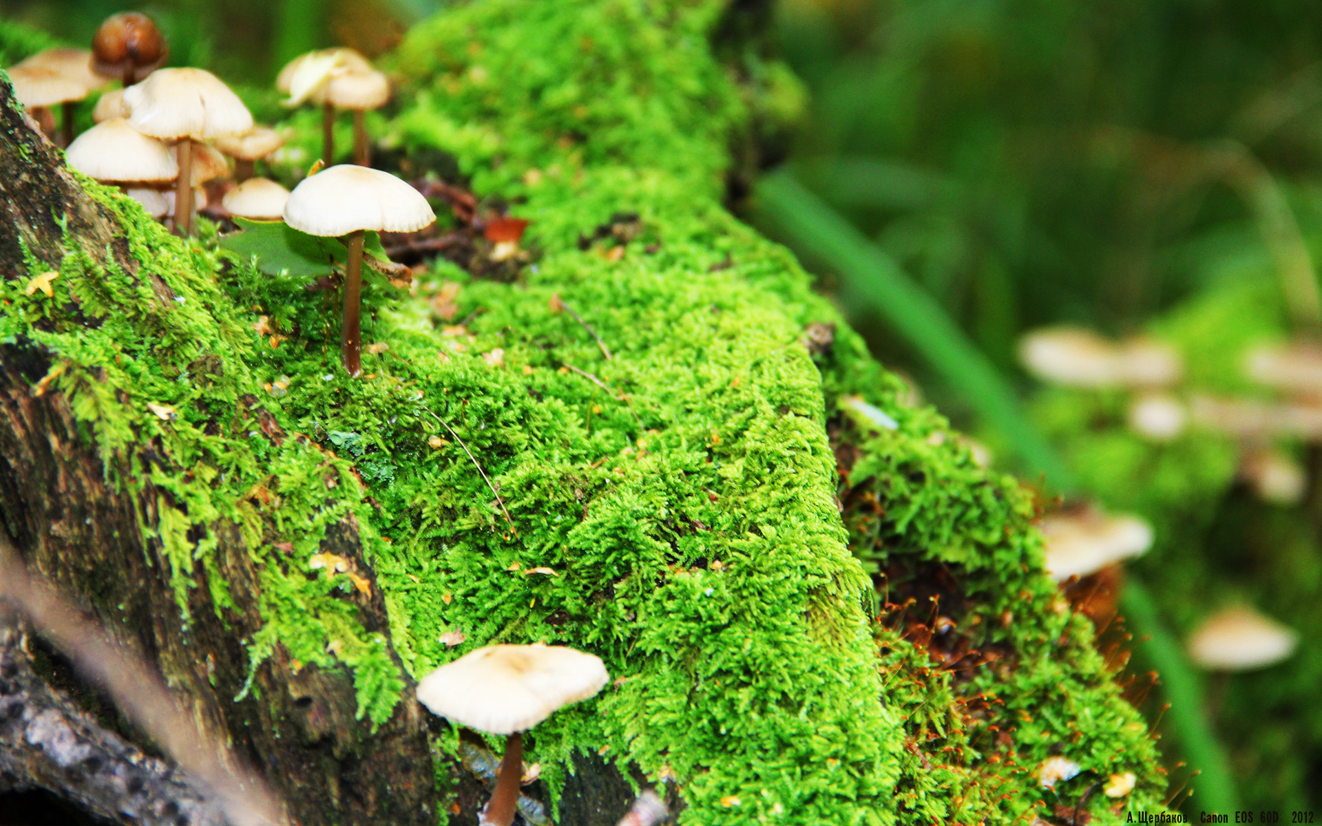 伊布节奏大师，阿根廷三剑客破门，巴黎3-0尼斯战术复盘