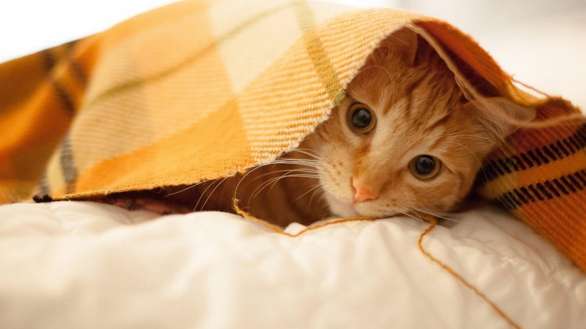 雨中唯一的舞者，贝林厄姆在巴西的硬仗里写下定义作