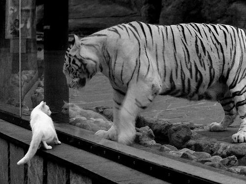 星轨校准之夜，欧文于世界排名争夺战中定义完美