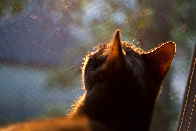 开云体育中国-足球的暗线逻辑，当坎塞洛的斜传遇见阿劳霍的头槌