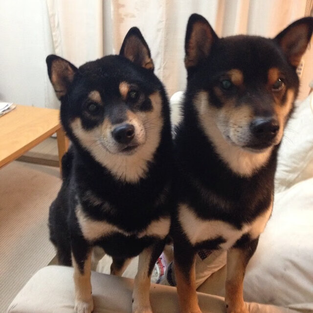 开云sport-掘金掀翻辽宁队，东决关键战焦点战的跨联盟震撼对决