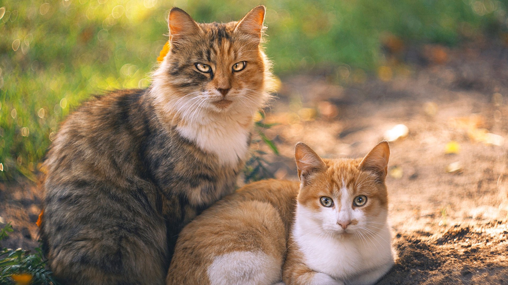 开云体育中国-未来已至！文班亚马加冕硬仗之王，独行侠守护的疆土终被新王翻盘