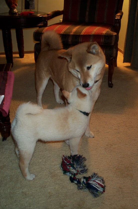 定海神针一球稳乾坤，巨浪拍岸广厦卷奇才