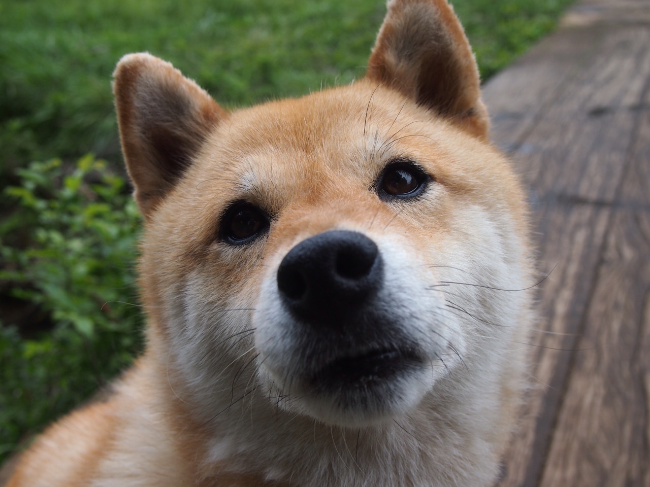 开云体育在线-世界杯之夜闪耀的利刃，特奥的进攻狂想曲