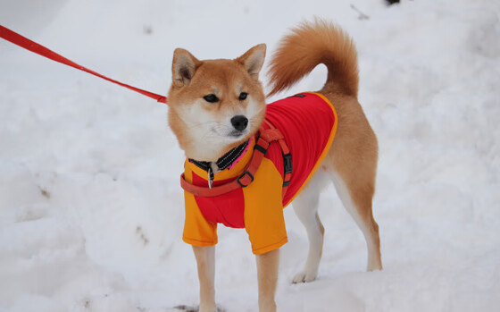 当萨卡跨过边界，一场让战术板失语的个人宣言