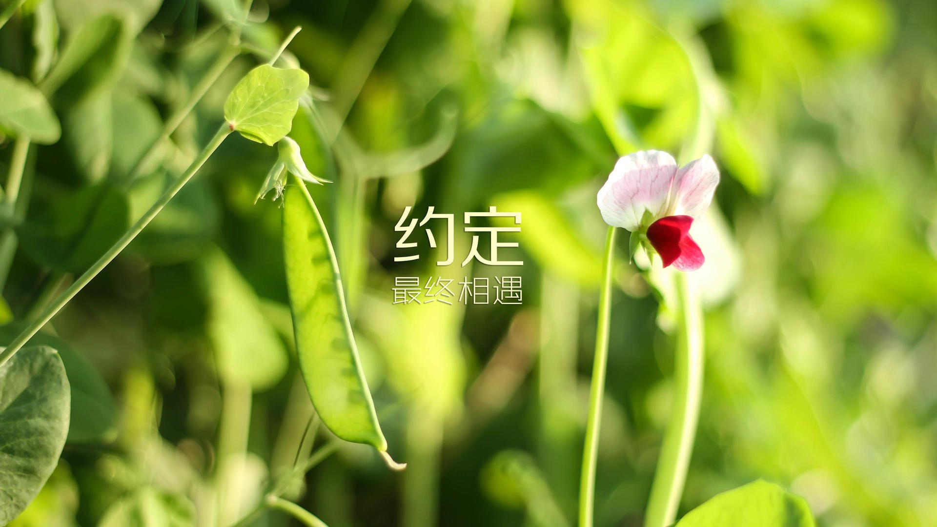 开云体育入口-沙漠中的绝杀，2026世界杯揭幕战，阿联酋用佩德里的致命一击书写历史唯一